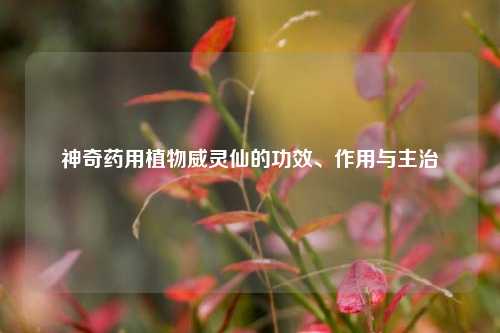 神奇药用植物威灵仙的功效、作用与主治