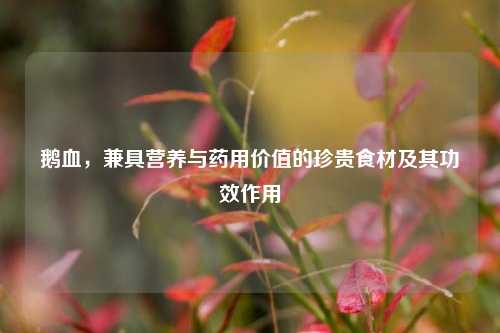 鹅血,兼具营养与药用价值的珍贵食材及其功效作用