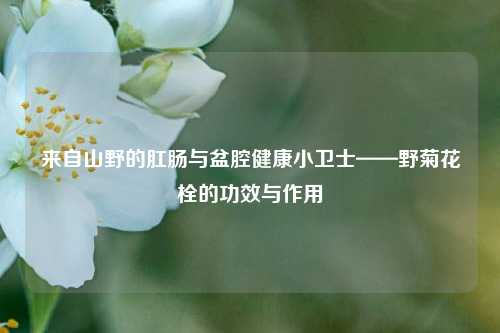 来自山野的肛肠与盆腔健康小卫士——野菊花栓的功效与作用