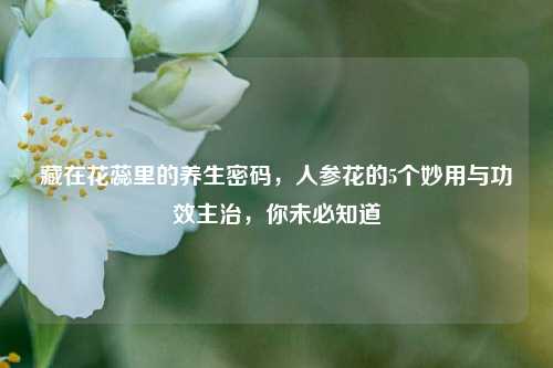 藏在花蕊里的养生密码,人参花的5个妙用与功效主治,你未必知道