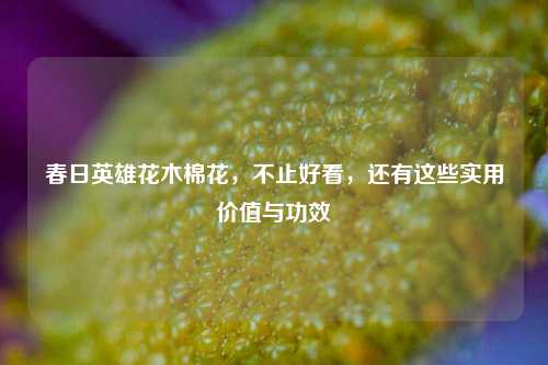 春日英雄花木棉花,不止好看,还有这些实用价值与功效
